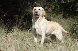 LABRADOR 759